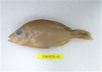 藏品(隆背笛鯛)的圖片